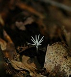 Xylaria tentaculata image