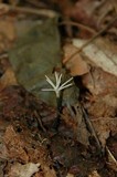 Xylaria tentaculata image