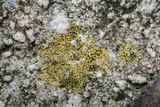 Caloplaca feracissima image