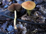 Cortinarius corrugatus image