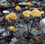 Marasmius siccus image
