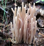 Clavaria fumosa image