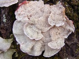 Phlebia incarnata image