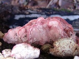 Phlebia incarnata image