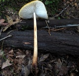Oudemansiella incognita image