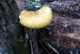 Oudemansiella incognita image