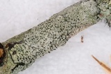 Sphinctrina tubiformis image