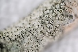 Sphinctrina tubiformis image