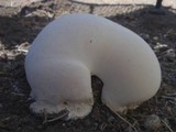 Ganoderma polychromum image