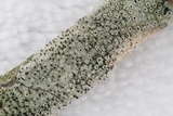 Sphinctrina tubiformis image