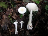Amanita cothurnata image
