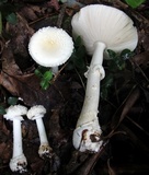 Amanita cothurnata image