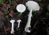 Amanita cothurnata image
