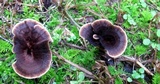 Coltricia cinnamomea image