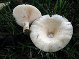 Lactarius maculatipes image