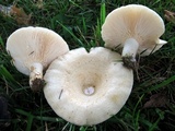 Lactarius maculatipes image