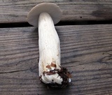 Boletus nobilissimus image