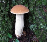 Boletus nobilissimus image