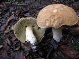 Boletus variipes image