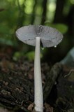 Amanita borealisorora image