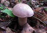 Tylopilus violatinctus image