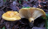Lactarius croceus image