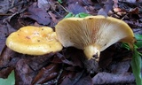 Lactarius croceus image