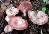 Lactarius subpurpureus image