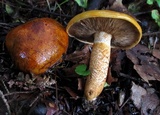 Tricholoma aurantium image
