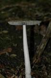 Amanita borealisorora image