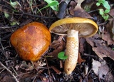 Tricholoma aurantium image