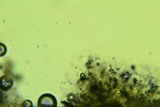 Conferticium ochraceum image