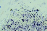 Conferticium ochraceum image