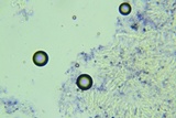 Conferticium ochraceum image