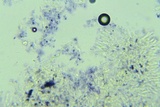 Conferticium ochraceum image