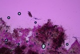Conferticium ochraceum image