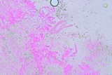 Conferticium ochraceum image
