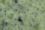 Conferticium ochraceum image