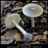 Amanita solaniolens image