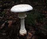 Amanita cokeri image