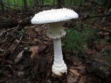 Amanita cokeri image