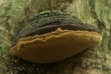 Fulvifomes krugiodendri image