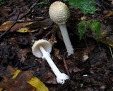 Amanita multisquamosa image