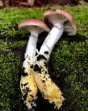 Gomphidius subroseus image