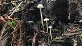 Rhizomarasmius undatus image
