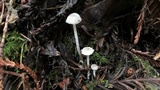 Rhizomarasmius undatus image