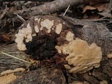 Perenniporia tenuis image