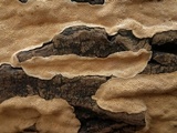 Perenniporia tenuis image