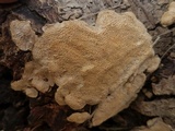 Perenniporia tenuis image