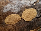 Perenniporia tenuis image